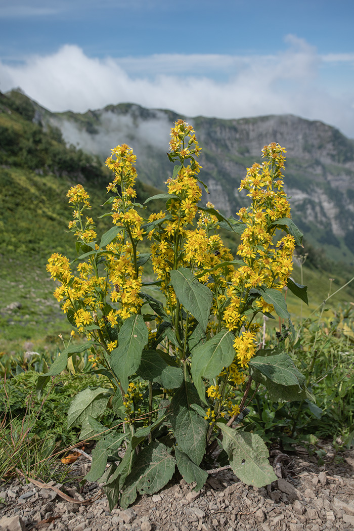 Image of Solidago virgaurea ssp. caucasica specimen.