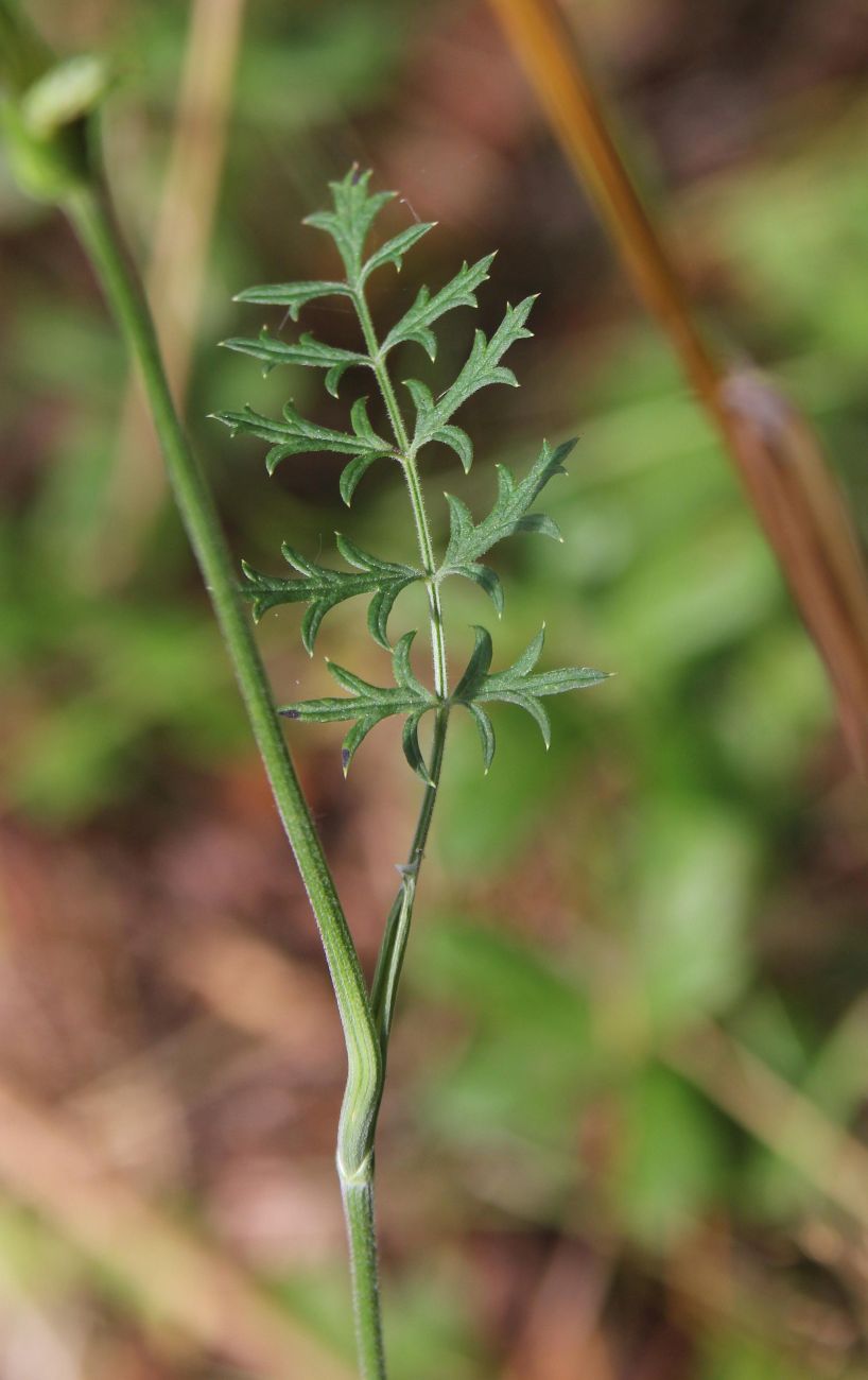 Изображение особи Pimpinella nigra.