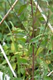 Chenopodium strictum. Часть побега. Санкт-Петербург, Выборгский р-н, окр. пересечения Большого Сампсониевского просп. и Ланского ш., у подножья каменных плит насыпи ж.-д. полотна. 04.09.2020.