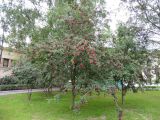 &times; Crataegosorbus miczurinii