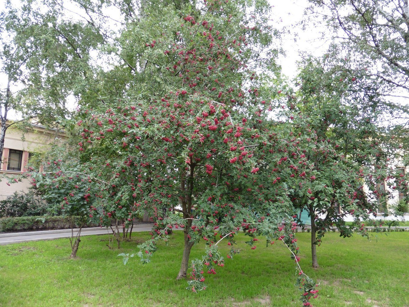 Изображение особи &times; Crataegosorbus miczurinii.