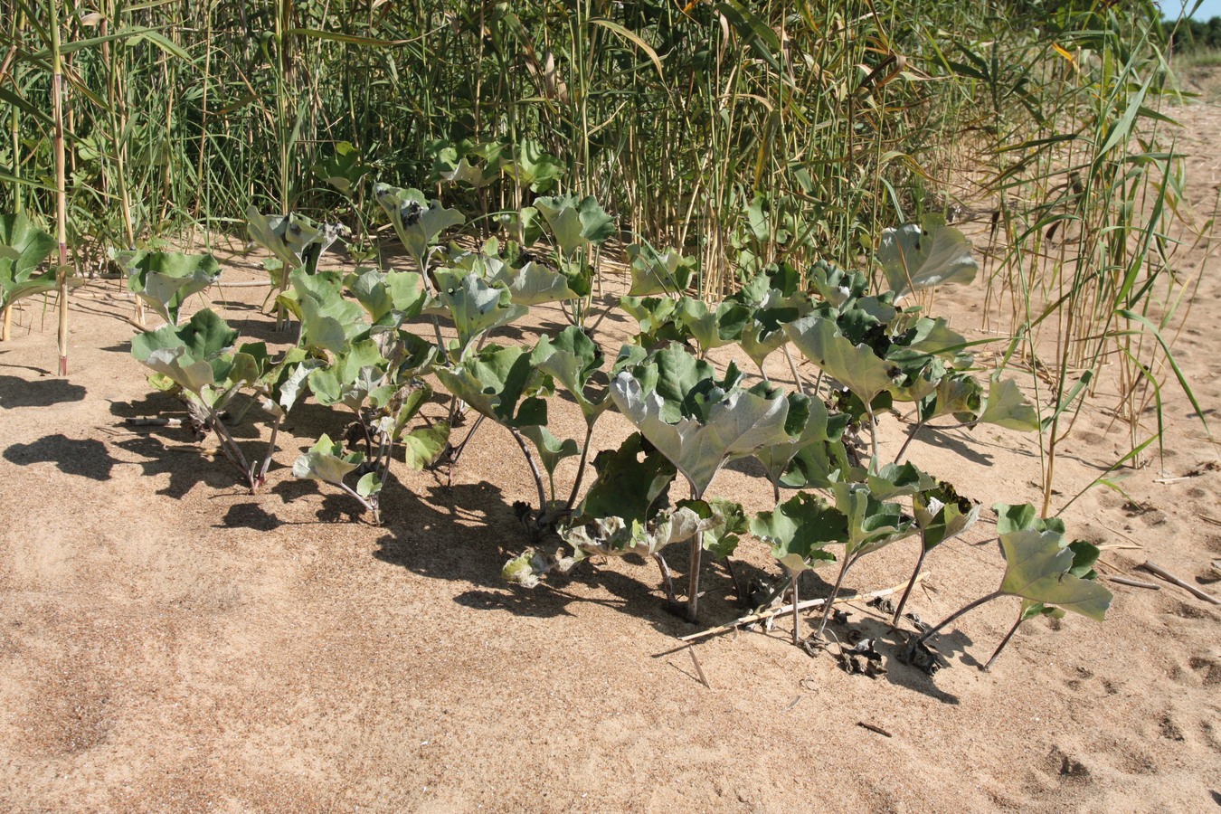 Изображение особи Petasites spurius.