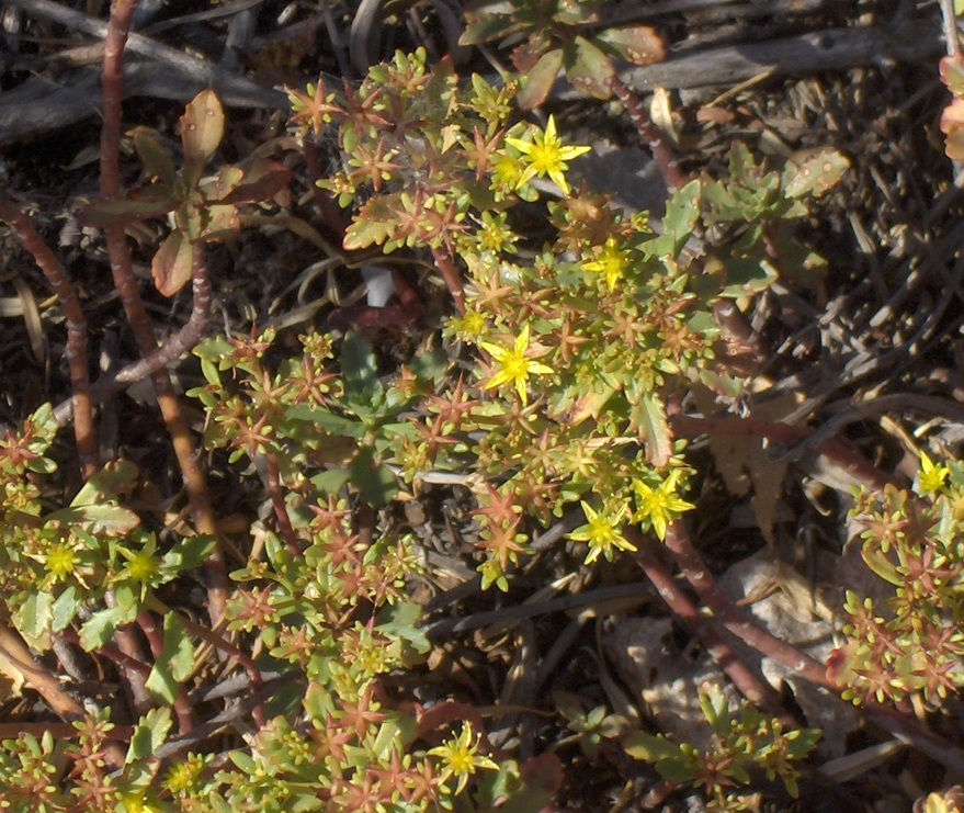 Image of Aizopsis hybrida specimen.