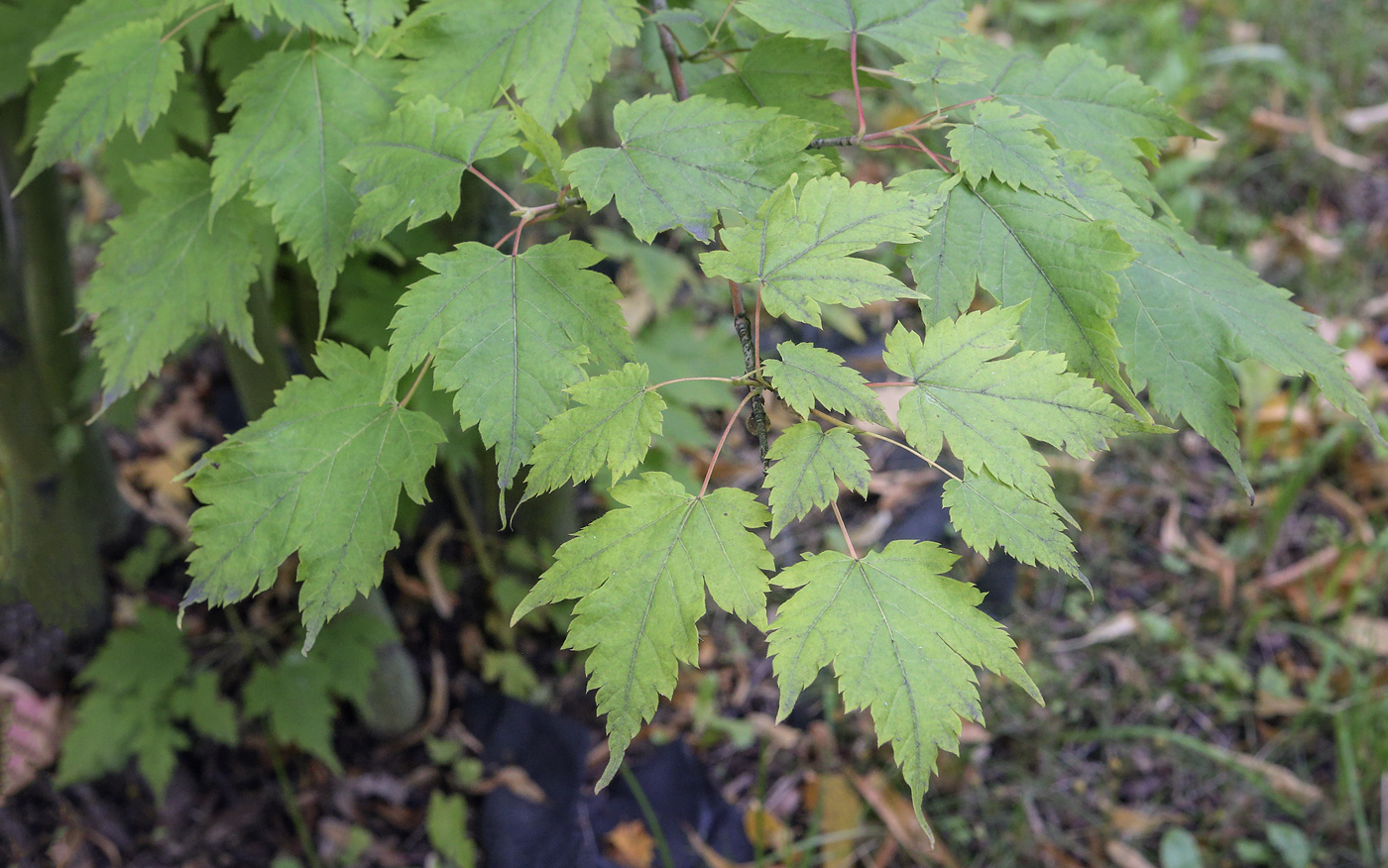 Image of Acer barbinerve specimen.