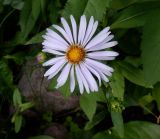 genus Symphyotrichum