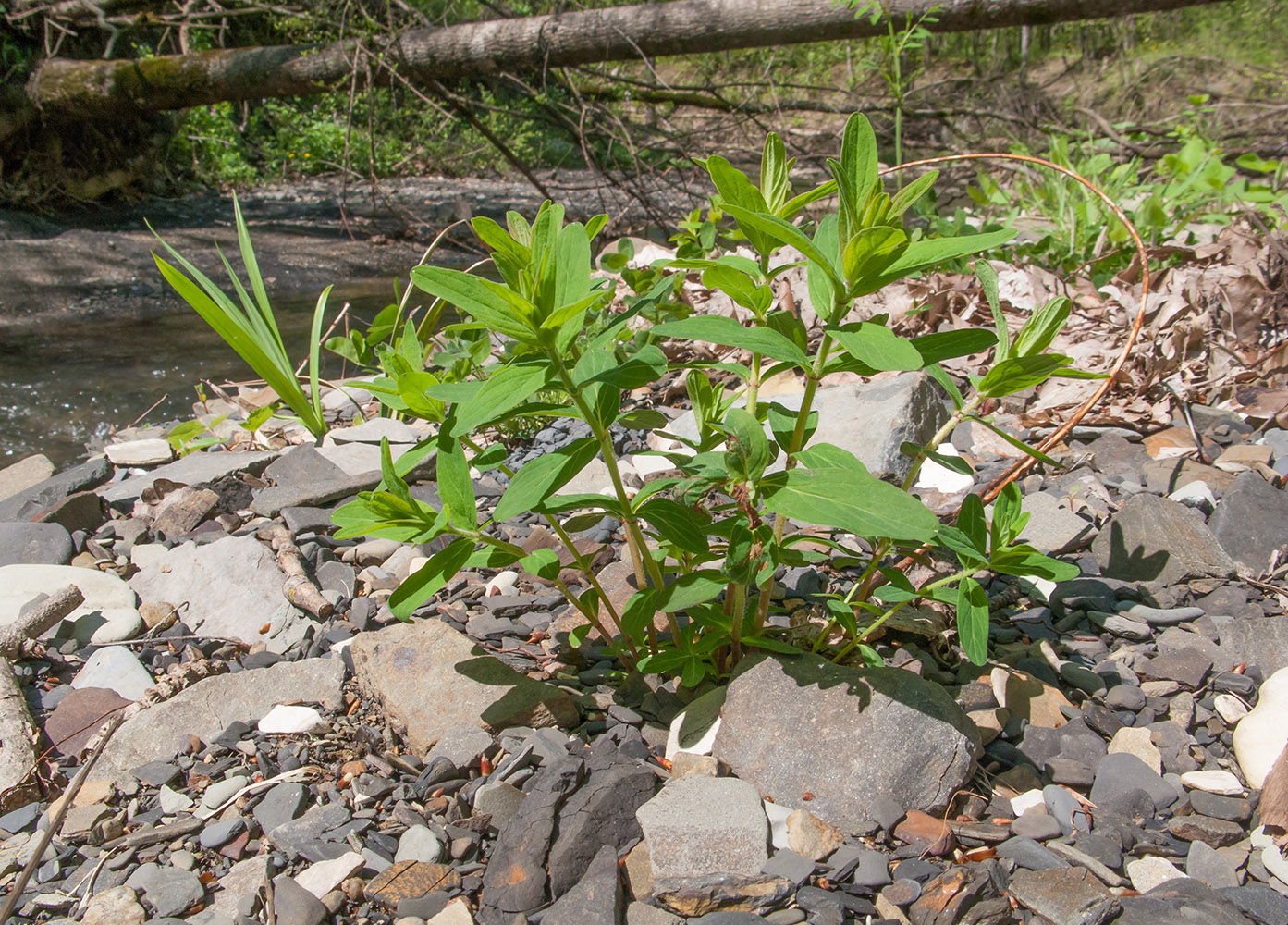 Изображение особи Hypericum hirsutum.