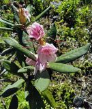 Rhododendron caucasicum. Верхушка побега с отцветающим соцветием (розовоцветковая форма). Карачаево-Черкесия, Зеленчукский р-н, окр. пос. Архыз, Софийский хребет, северный склон горы София, ≈ 2250 м н.у.м., влажный каменистый склон, субальпийский луг. 04.08.2020.