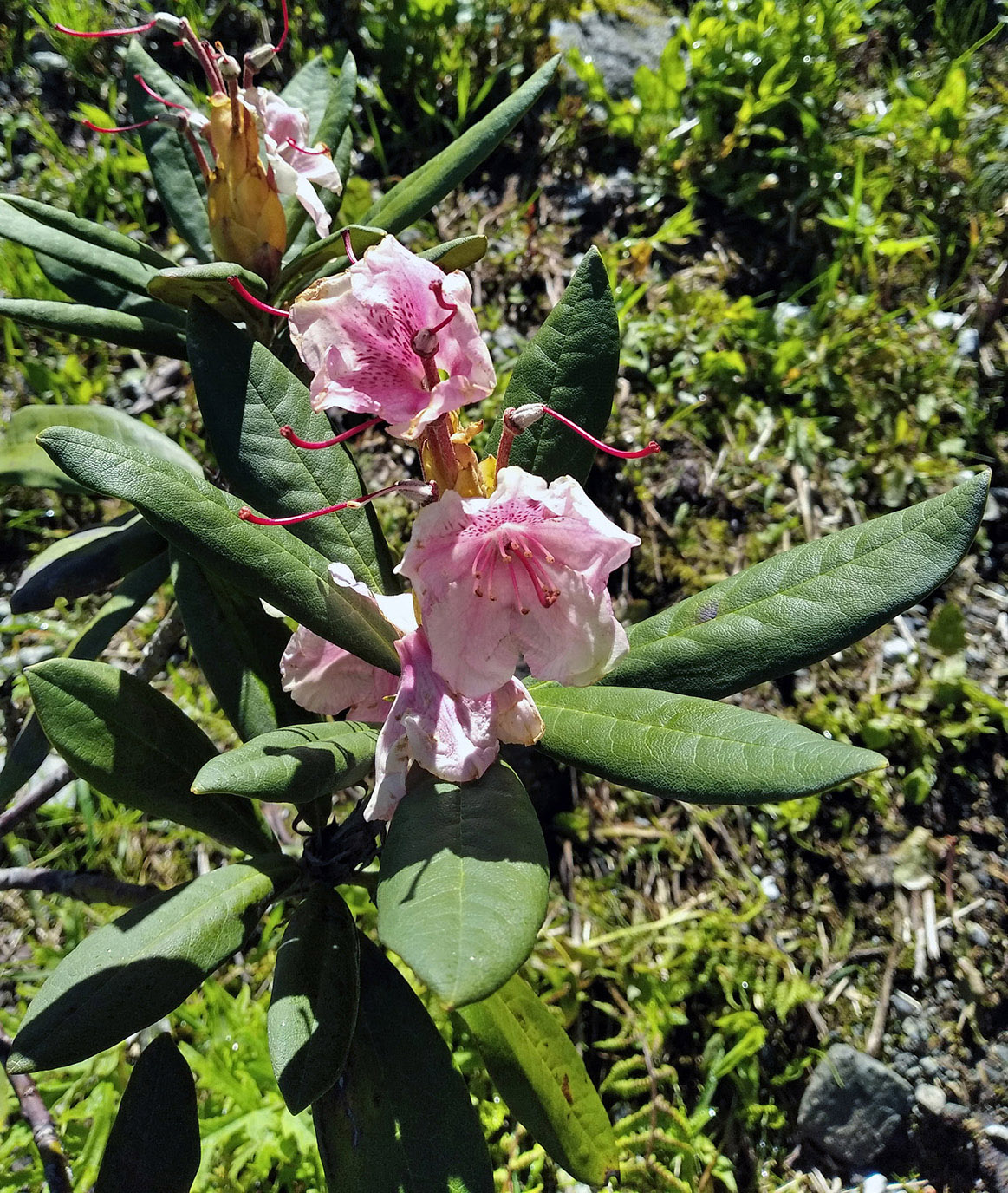 Image of Rhododendron caucasicum specimen.