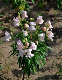 Antirrhinum majus. Верхушка цветущего растения. Московская обл., г. Железнодорожный, в культуре. 06.08.2020.