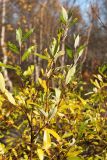 Salix phylicifolia. Ветвь с листвой, принимающей осеннюю окраску. Мурманск, Горелая сопка, окр. оз. Чайка, опушка вытоптанного березняка близ берега. 24.09.2020.