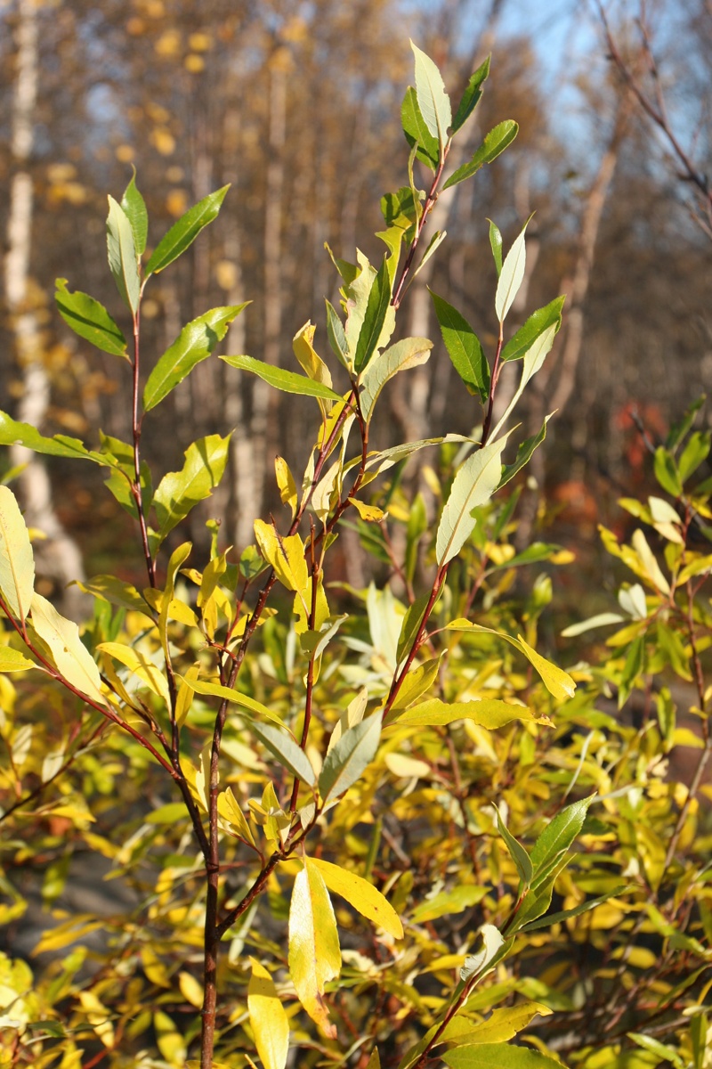 Image of Salix phylicifolia specimen.