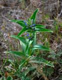 Gentiana cruciata. Верхушка цветущего растения. Челябинская обл., Катав-Ивановский р-н, долина р. Тюлюк, берег реки. 19.07.2020.