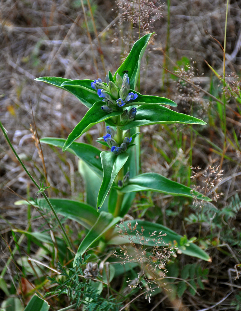 Image of Gentiana cruciata specimen.