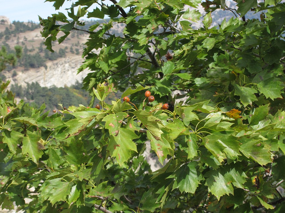 Image of Sorbus torminalis specimen.