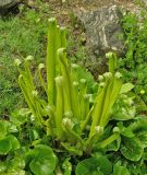 Phyllitis scolopendrium. Вегетирующее растение (в окружении Asarum sp). Австрия, г. Вена, альпинарий при Бельведере. 28.04.2008.