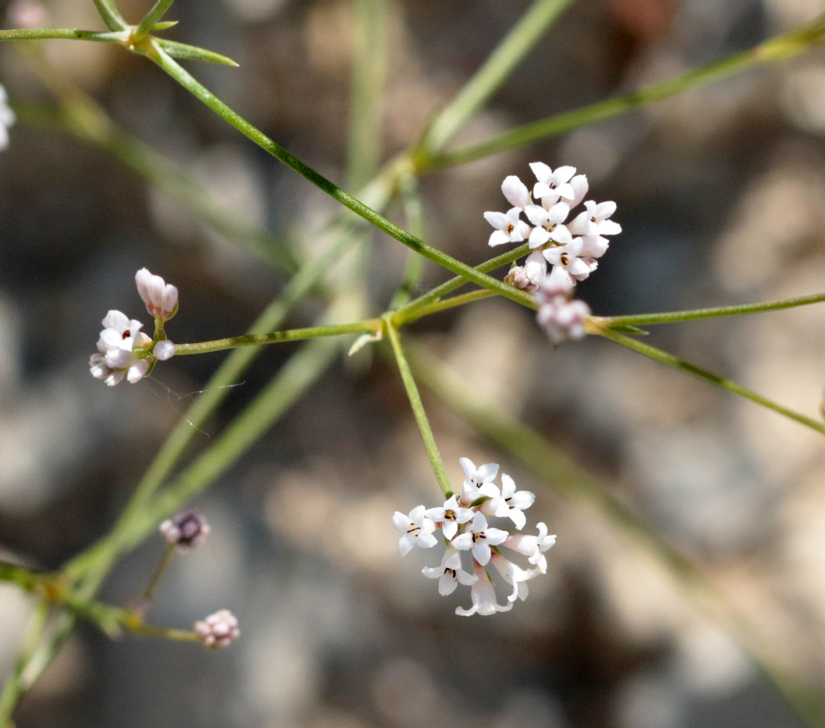 Изображение особи Asperula lipskyana.