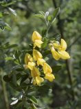 Cytisus villosus. Верхушка ветви с цветками. Испания, автономное сообщество Каталония, провинция Жирона, комарка Баш Эмпорда, муниципалитет Калонже, берег малой реки. 28.03.2021.