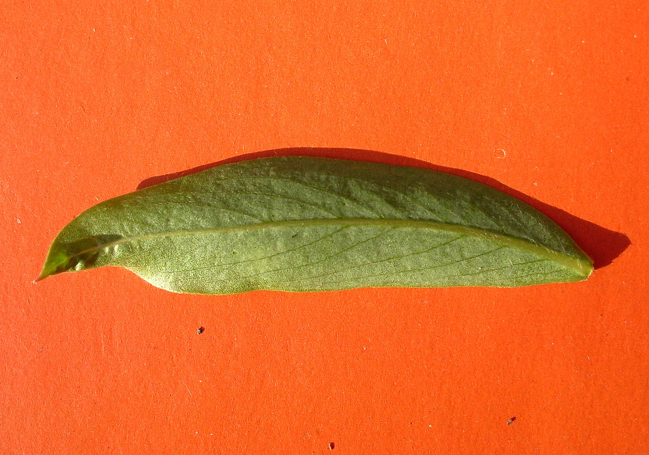 Image of genus Salix specimen.