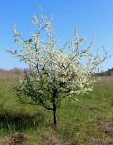 Prunus stepposa