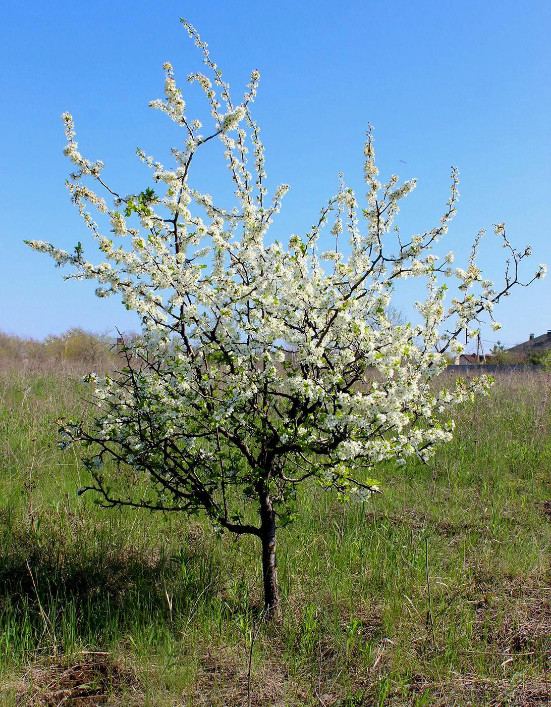 Image of Prunus stepposa specimen.