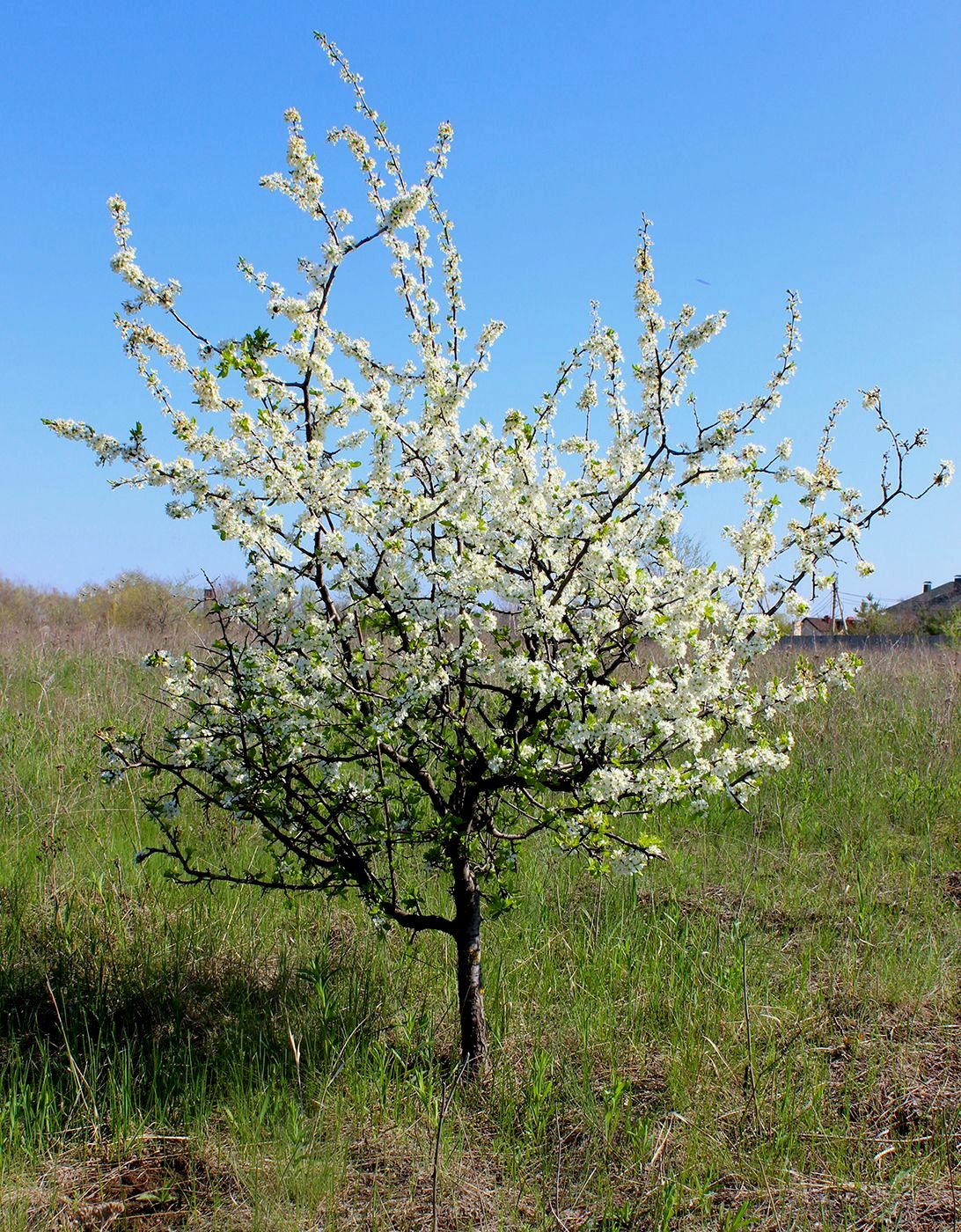 Изображение особи Prunus stepposa.