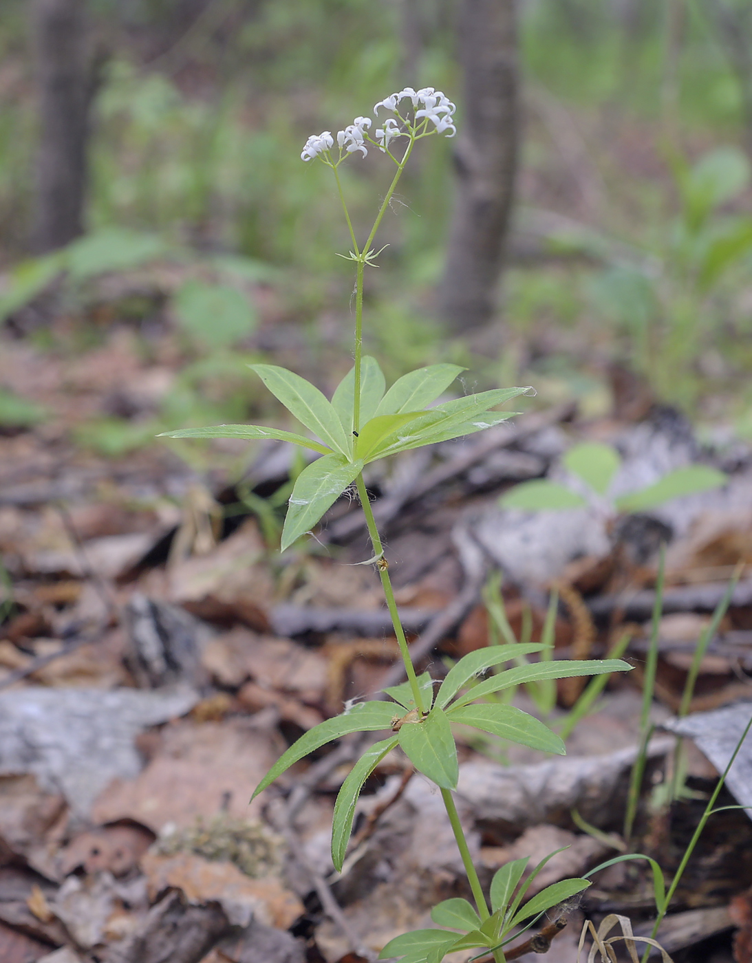 Image of Galium odoratum specimen.