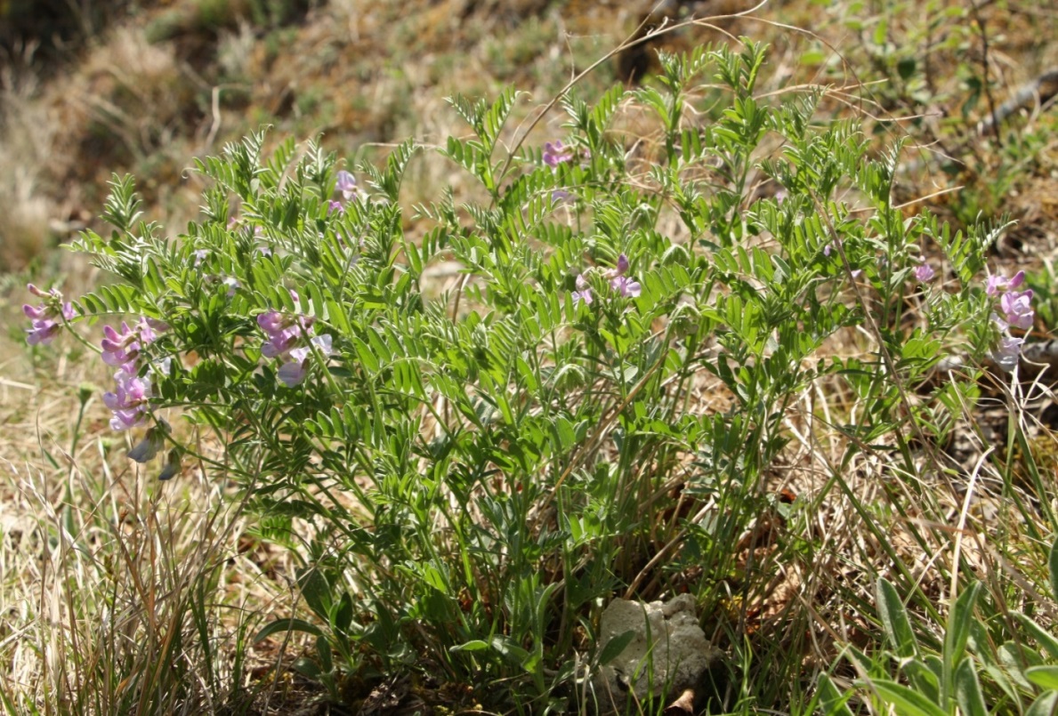 Image of Vicia uralensis specimen.