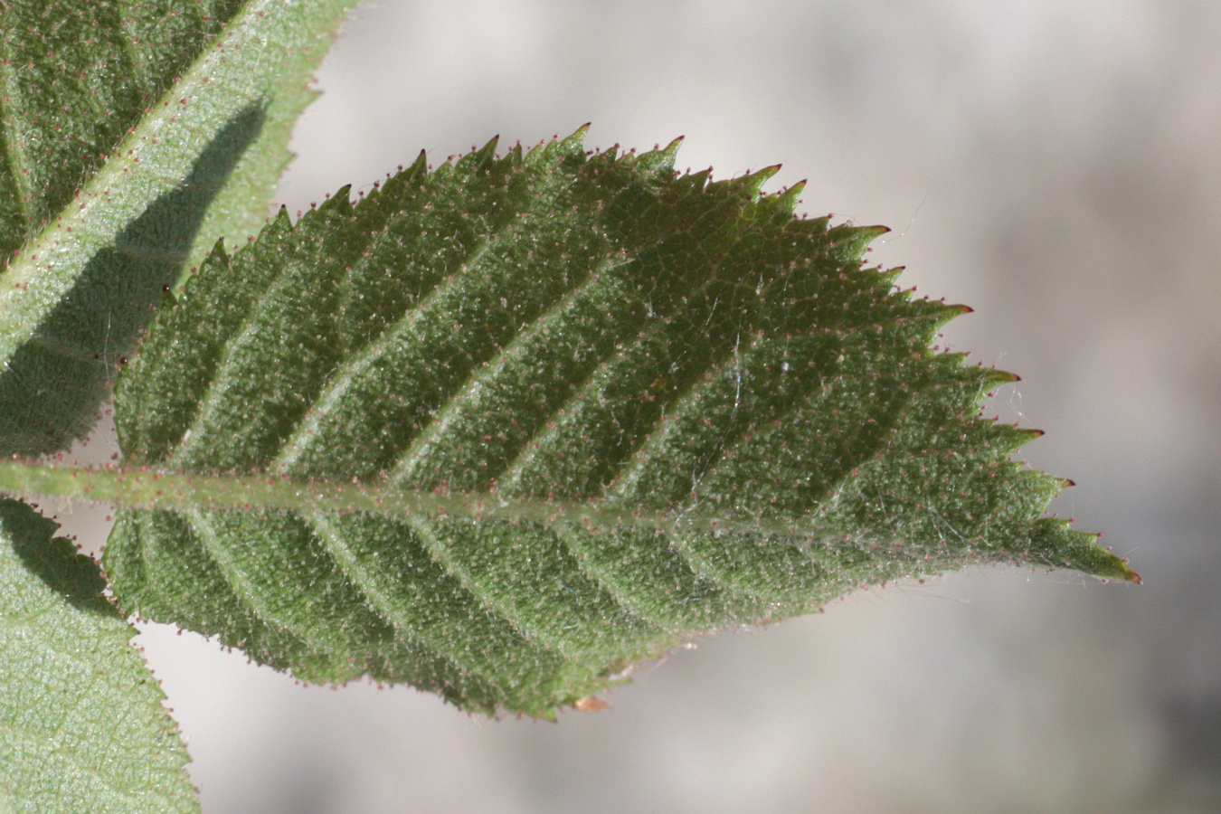 Image of Rosa balsamica specimen.