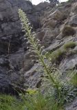 Saxifraga longifolia