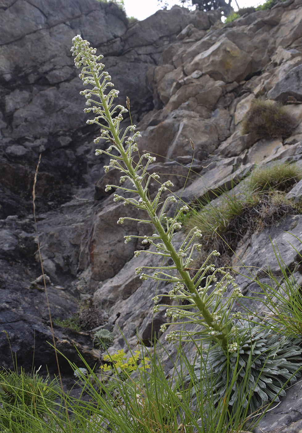 Image of Saxifraga longifolia specimen.