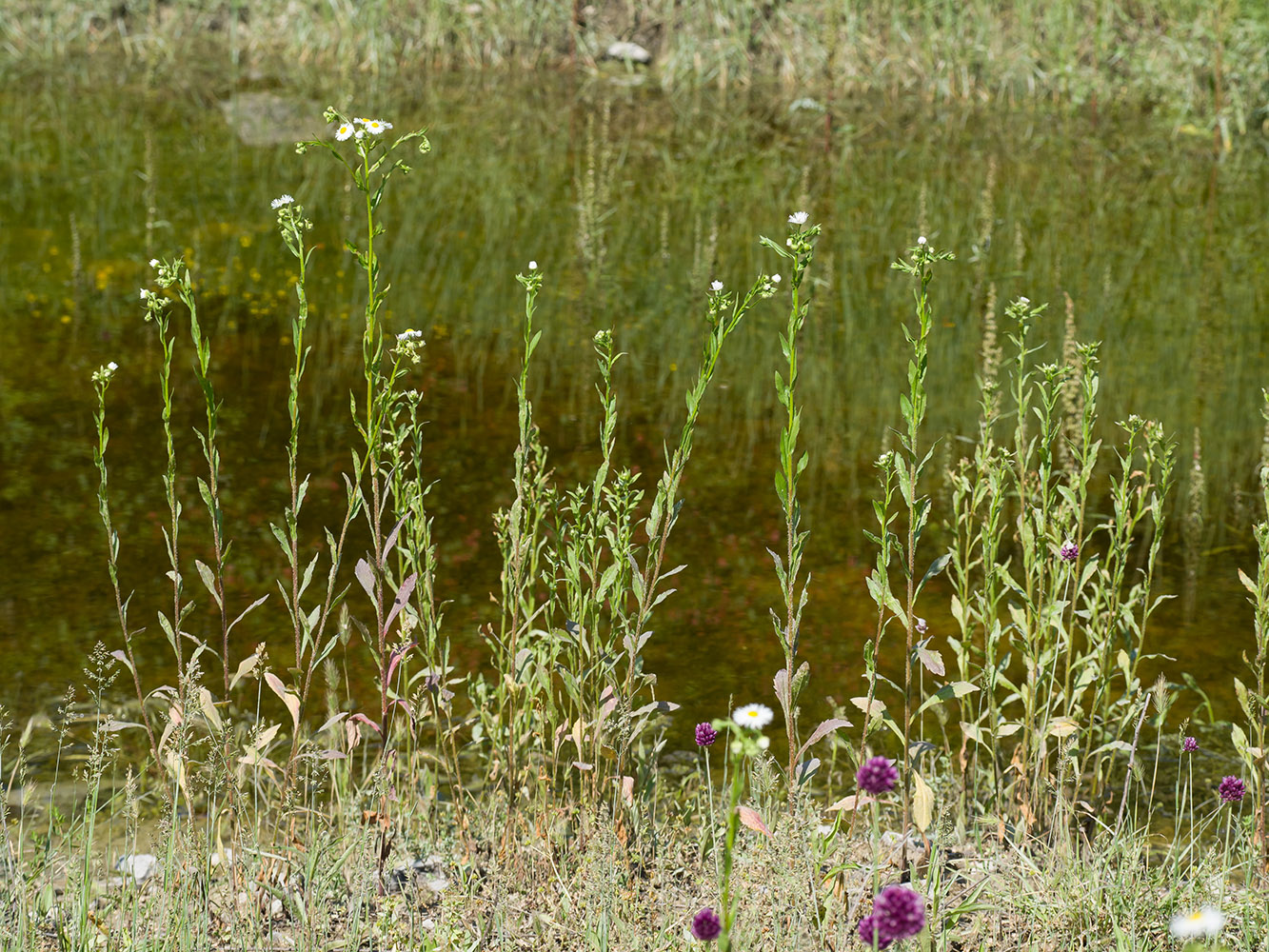 Image of Erigeron annuus specimen.