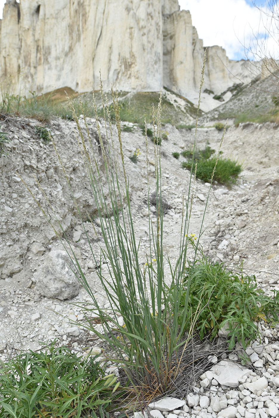 Image of Melica taurica specimen.