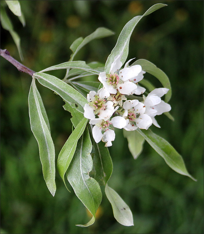 Image of Pyrus salicifolia specimen.