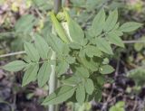 Angelica sylvestris