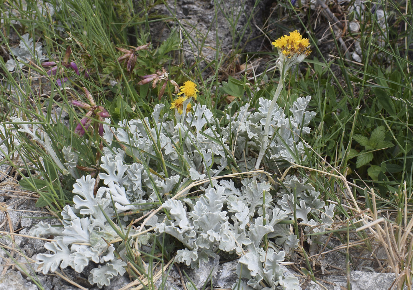 Изображение особи Senecio leucophyllus.