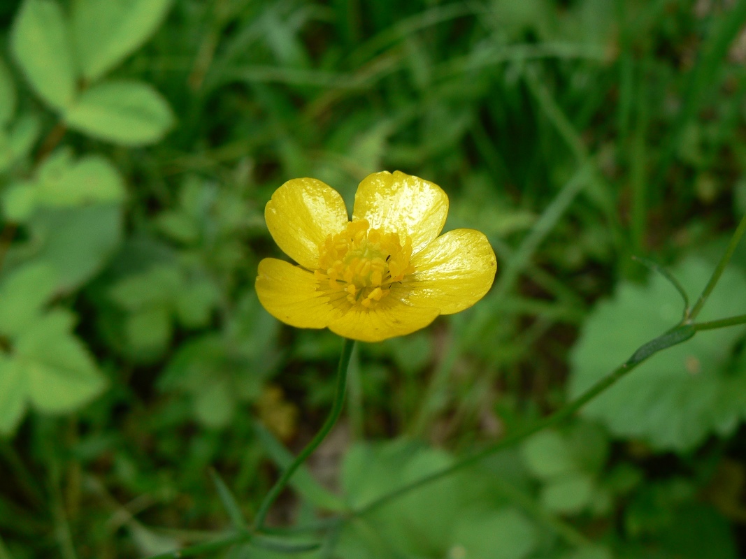 Изображение особи род Ranunculus.