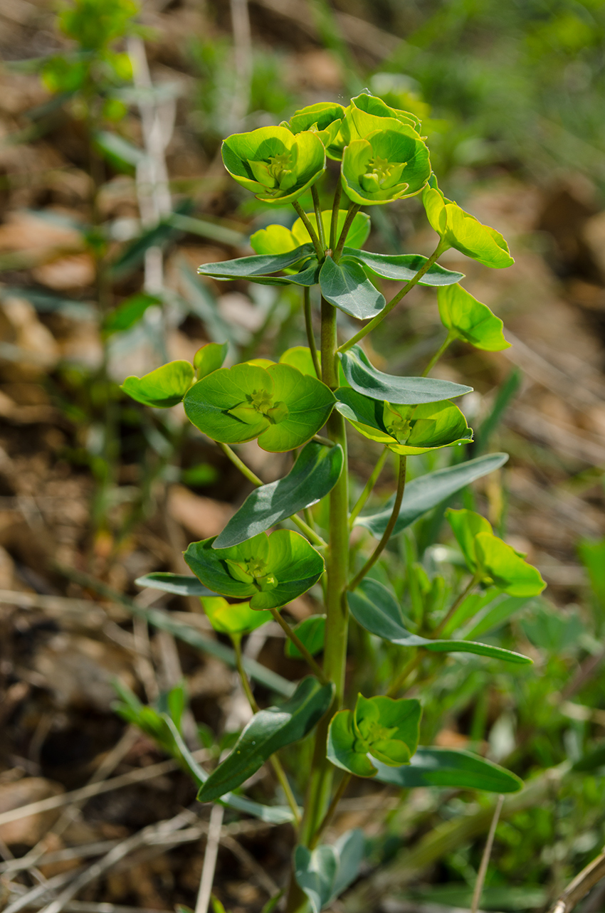 Изображение особи род Euphorbia.