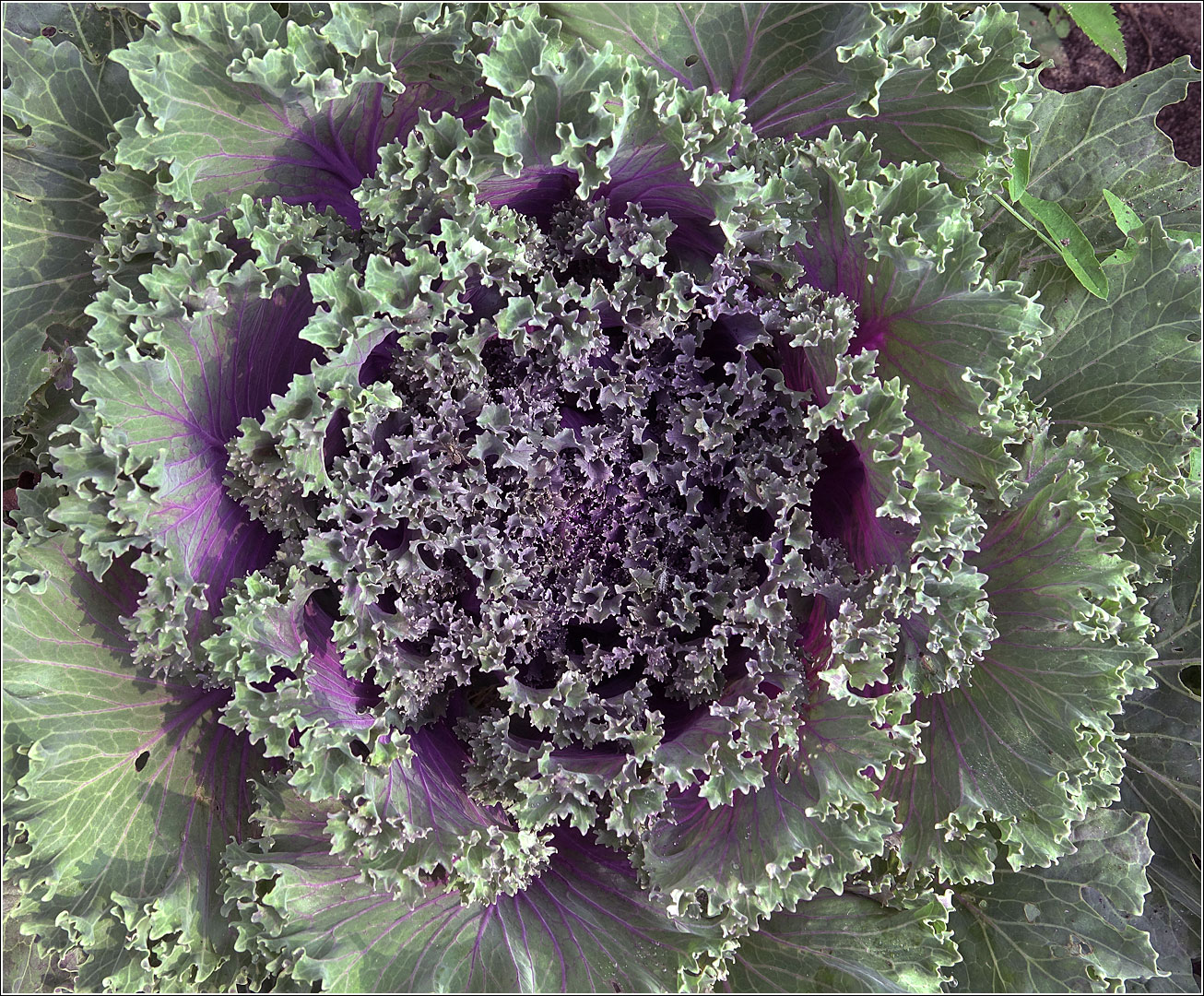 Image of Brassica oleracea var. viridis specimen.