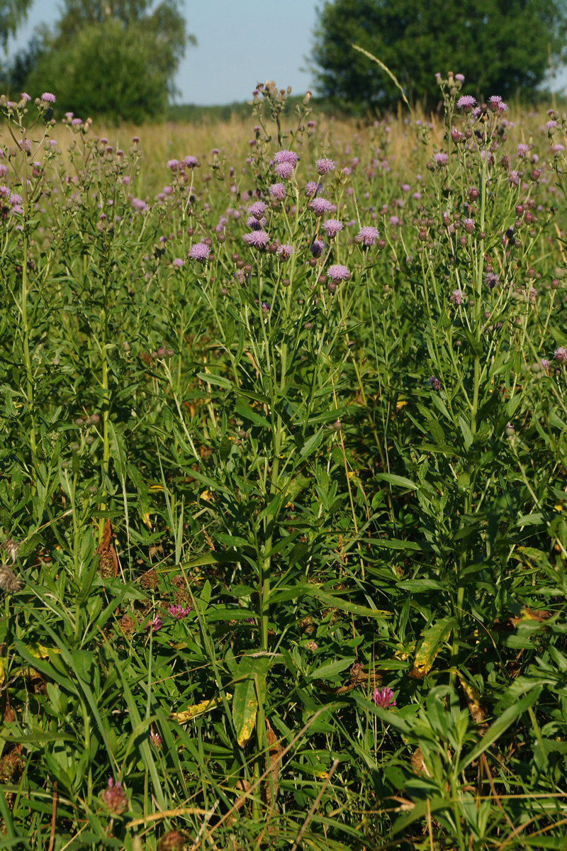 Изображение особи Cirsium setosum.