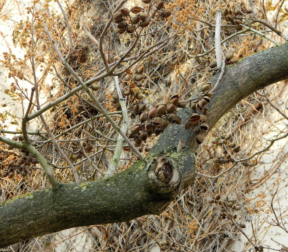 Image of genus Paulownia specimen.