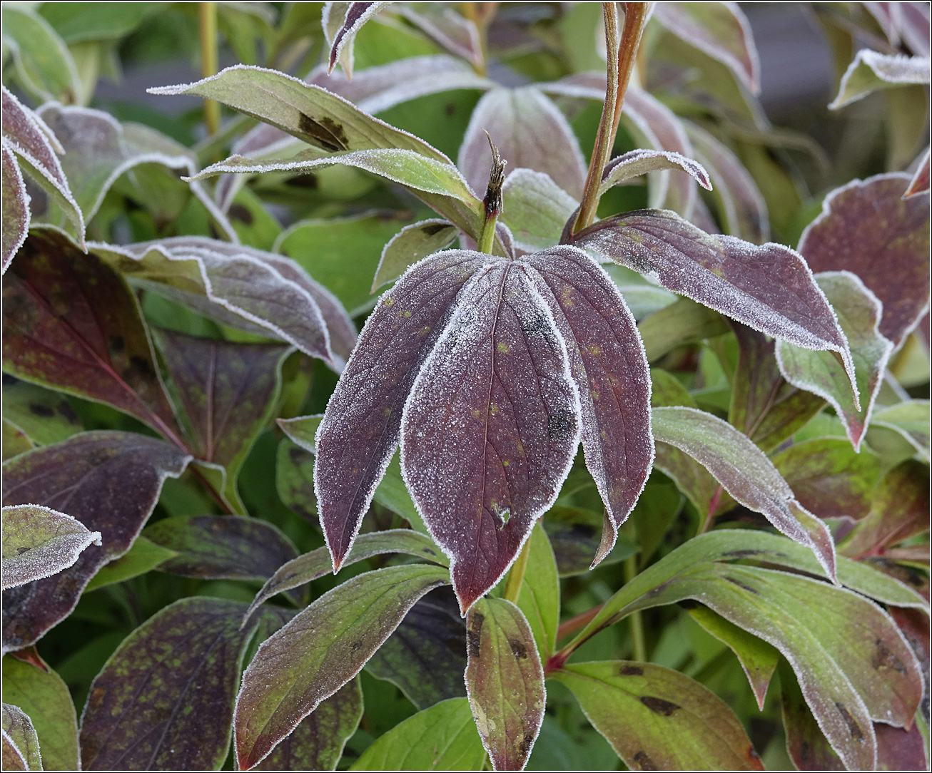 Image of Paeonia lactiflora specimen.