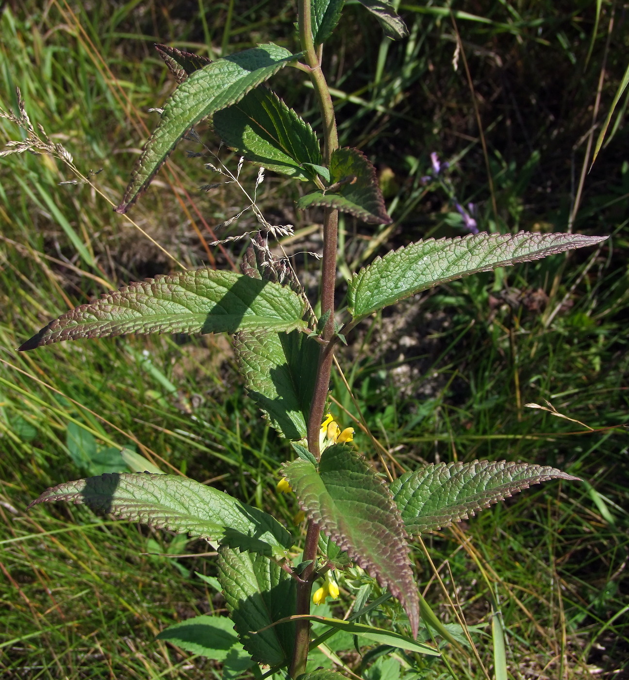 Изображение особи Nepeta sibirica.