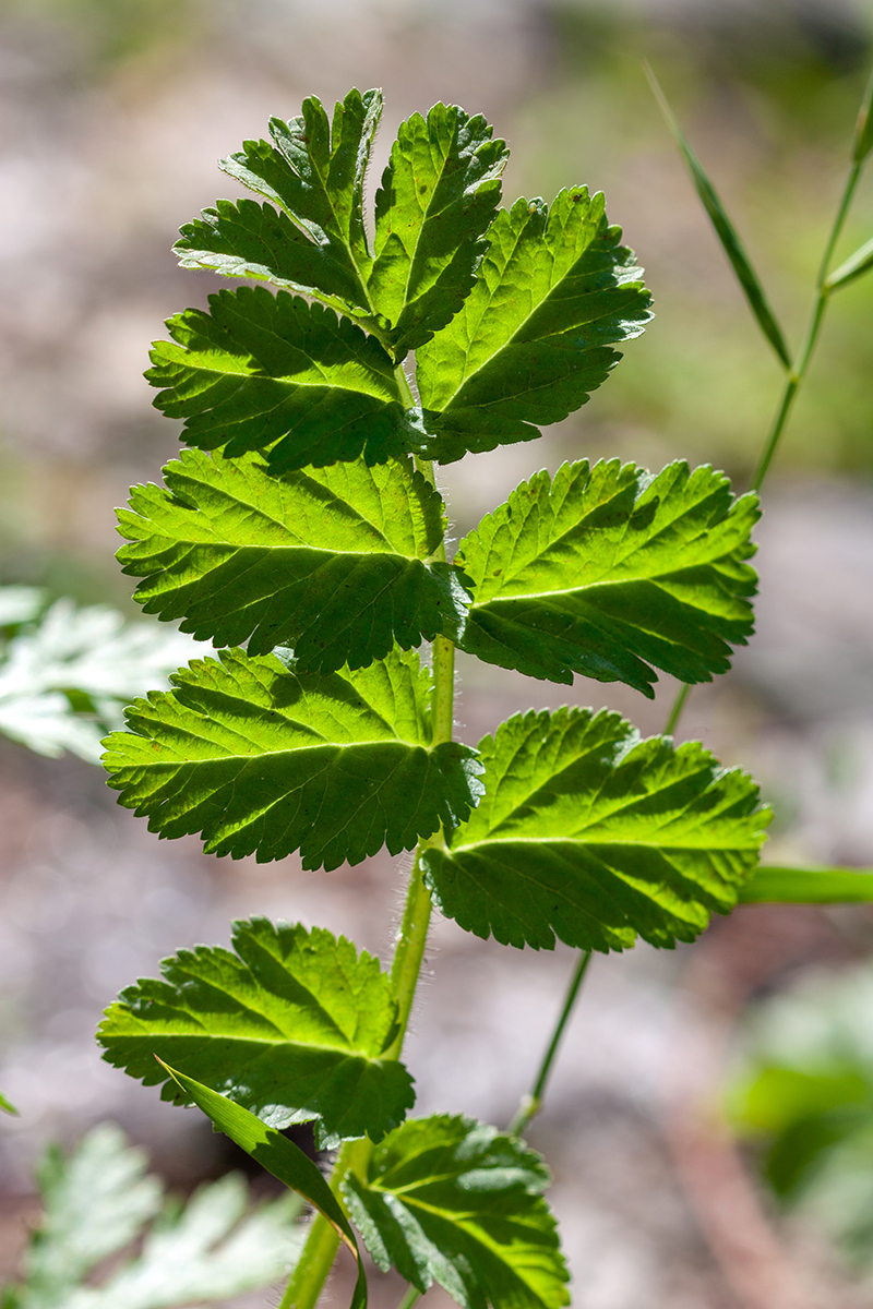 Image of Erodium moschatum specimen.