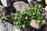 Stachys hissarica