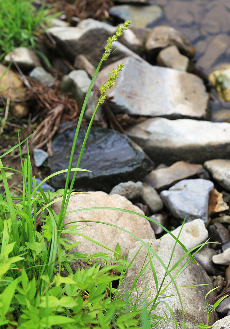 Изображение особи Carex stipata.