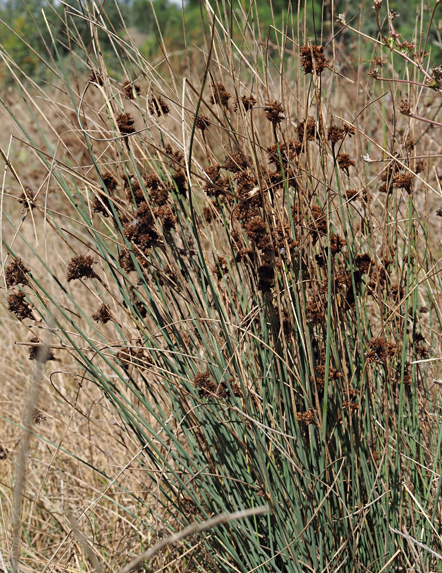 Изображение особи Juncus inflexus.