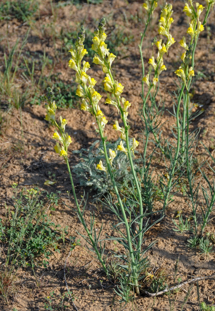 Image of Linaria incompleta specimen.