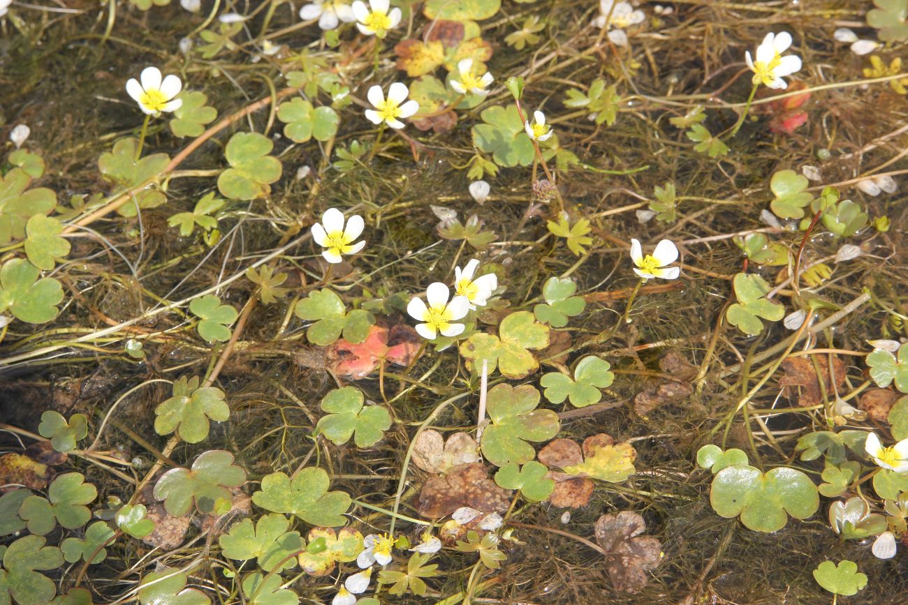 Изображение особи Ranunculus mongolicus.