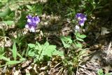 Lathyrus laxiflorus