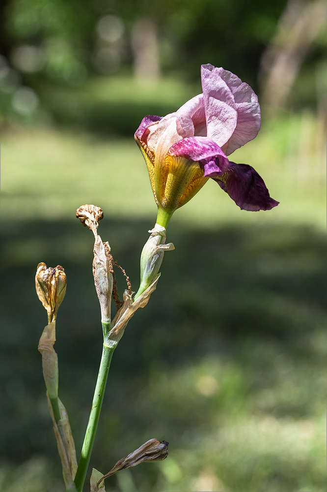 Image of Iris &times; hybrida specimen.